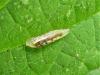 Episyrphus balteatus